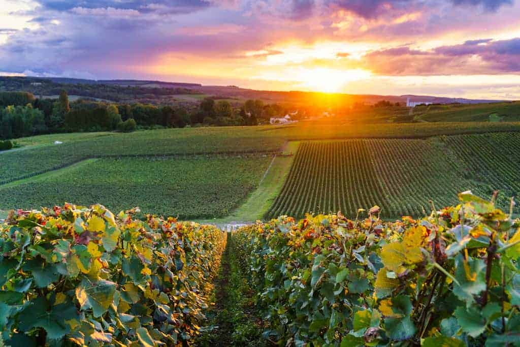 Champagne’s Harvest Begins