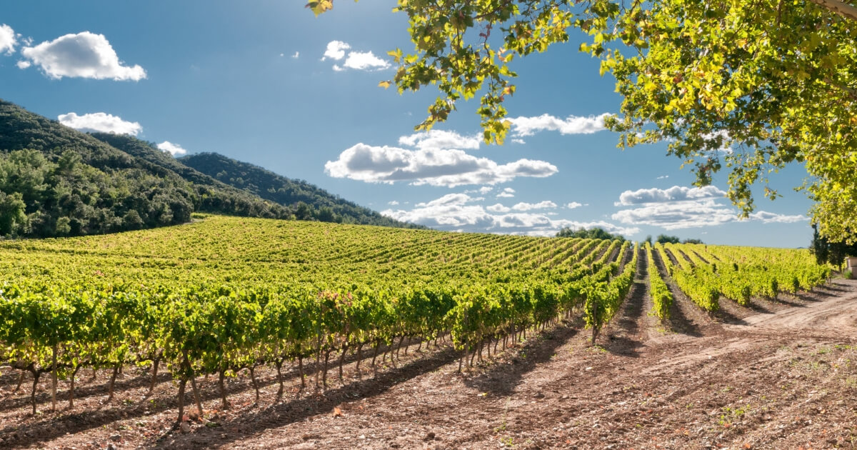 what is terroir?