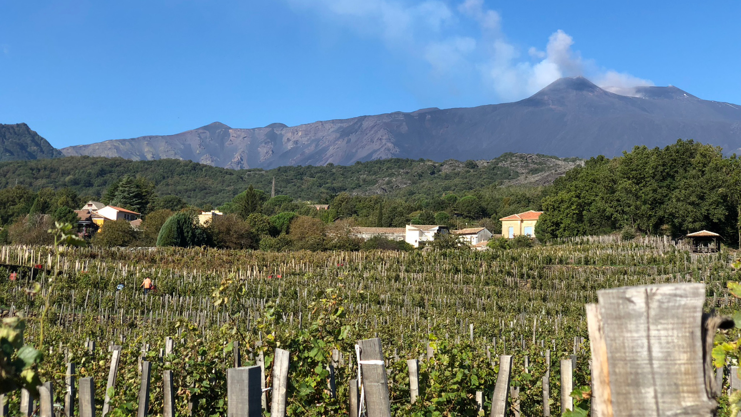 My Favorite Sicilian Wines