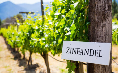 Is it Zinfandel, Primitivo or Tribidrag? YES!