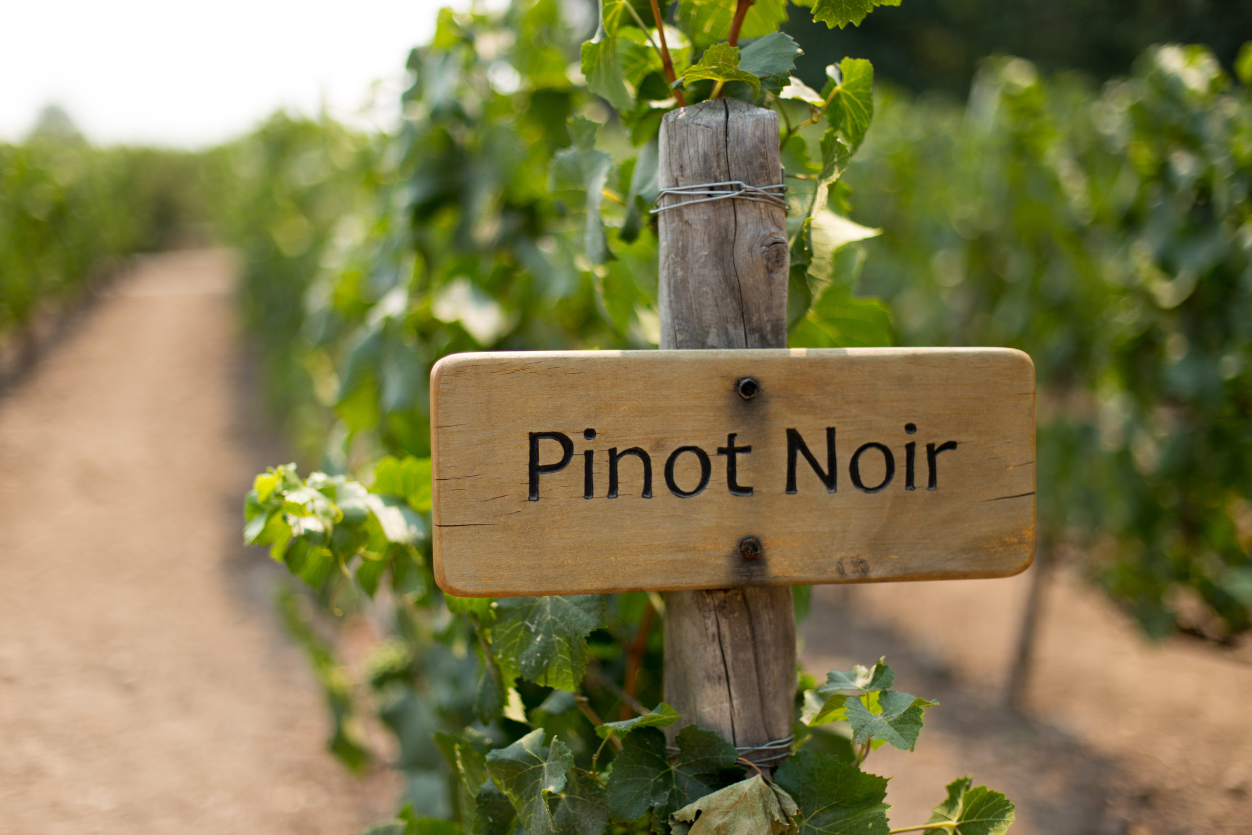 What is pinot noir?