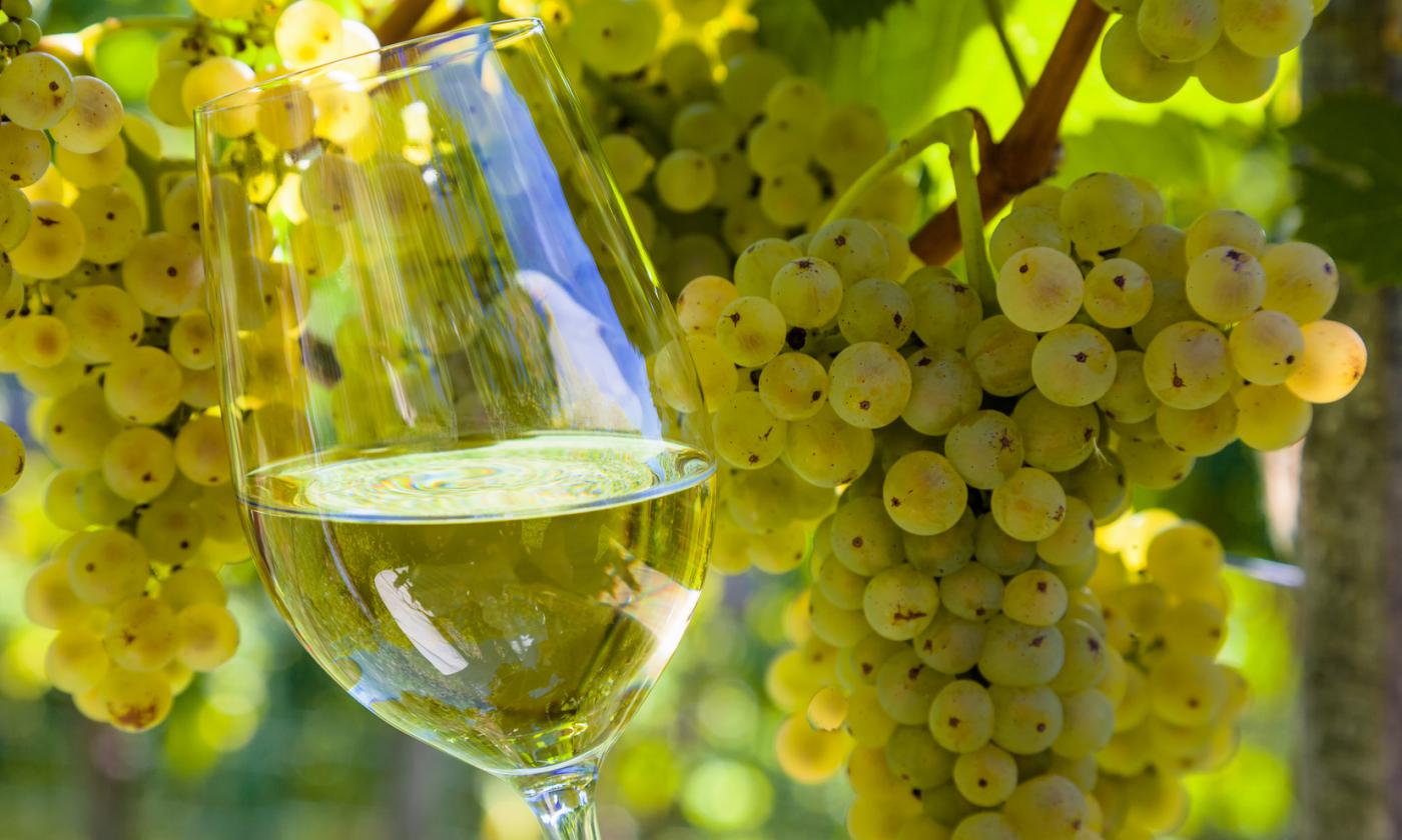 Glass of Torrontes Wine and Grapes on the Vine in Argentina