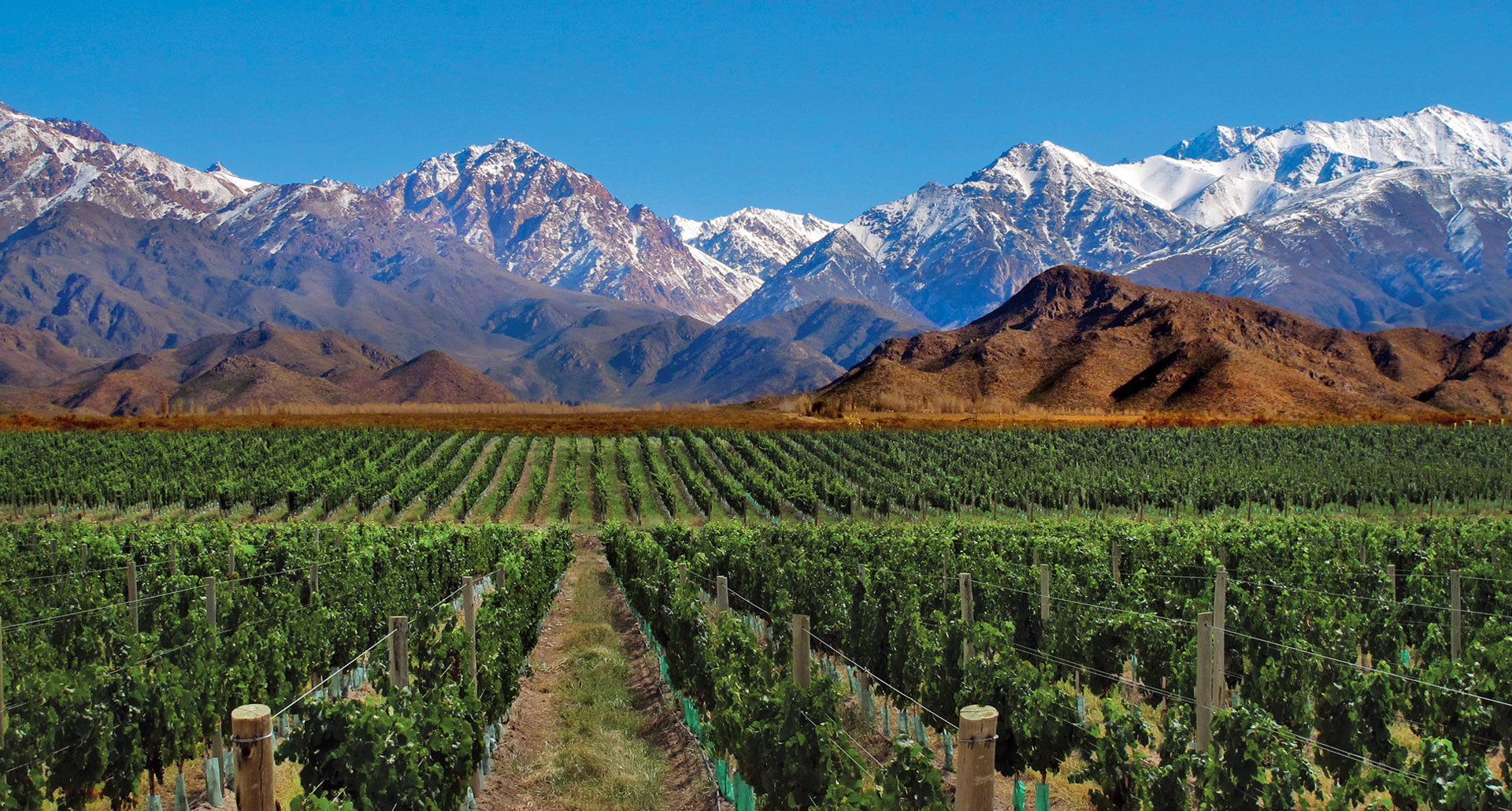 Malbec and Torrontes: Argentina’s Red and White Wine “Gems”