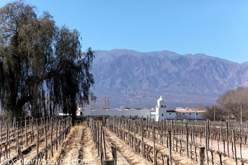 Vineyard Growing Torrontes Wines in the Salta Region of Argentina