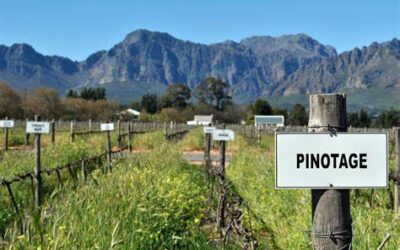 South Africa’s Signature Wine: Pinotage